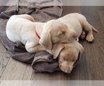 Small #1 Breeder Profile image
