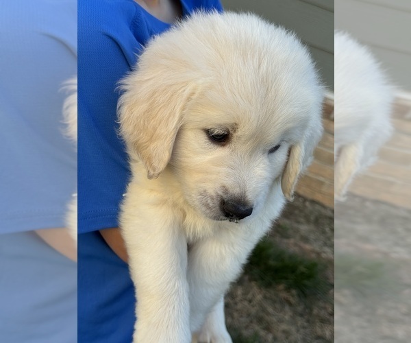 Medium Photo #7  Breeder Profile in HOLLY SPRINGS, NC, USA