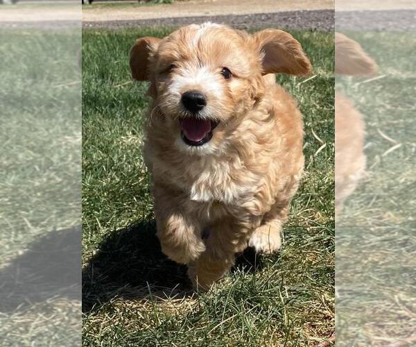 Medium Photo #7  Breeder Profile in LONGMONT, CO, USA