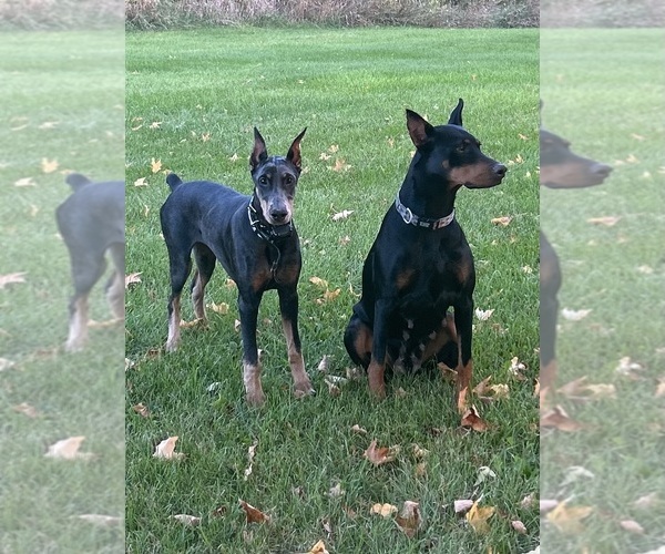 Medium Photo #1  Breeder Profile in FREMONT, IN, USA