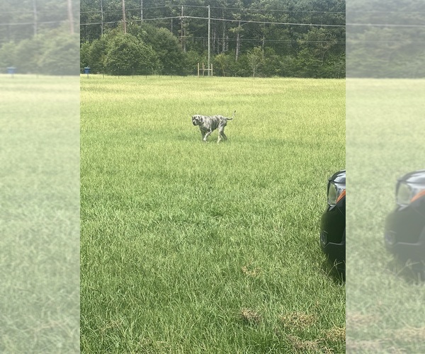 Medium Photo #8  Breeder Profile in COVINGTON, LA, USA