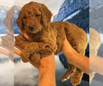 Small #2 Breeder Profile image