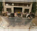 Small Photo #1  Breeder Profile in NORTH LAS VEGAS, NV, USA