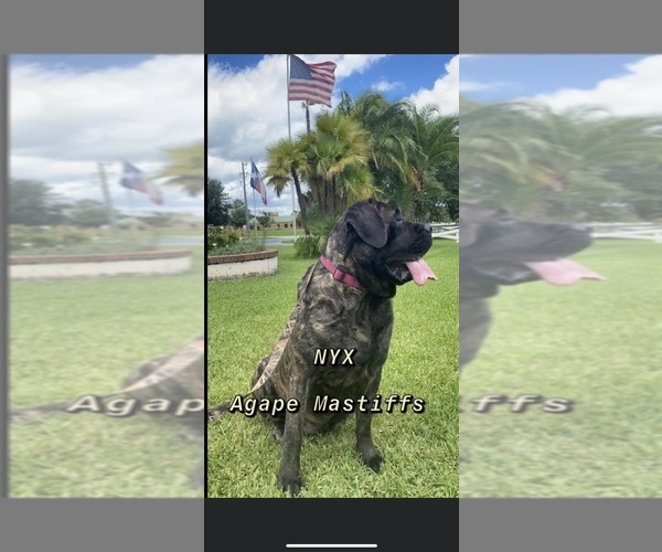 Medium Photo #15  Breeder Profile in MORRISTON, FL, USA