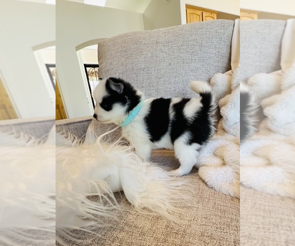 Medium Photo #20  Breeder Profile in CAVE CREEK, AZ, USA