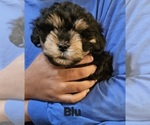 Small breeder photo