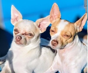 Chihuahua Dog Breeder near ISLETON, CA, USA