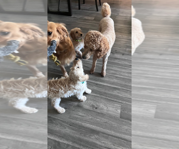 Medium Photo #5  Breeder Profile in ENTERPRISE, AL, USA