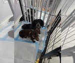 Small #3 Breeder Profile image