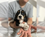 Small breeder photo