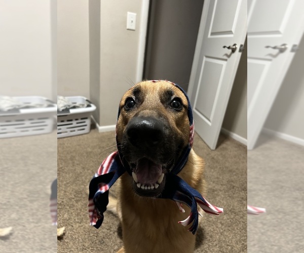 Medium Photo #8  Breeder Profile in KALAMAZOO, MI, USA