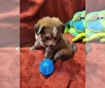 Small #45 Breeder Profile image