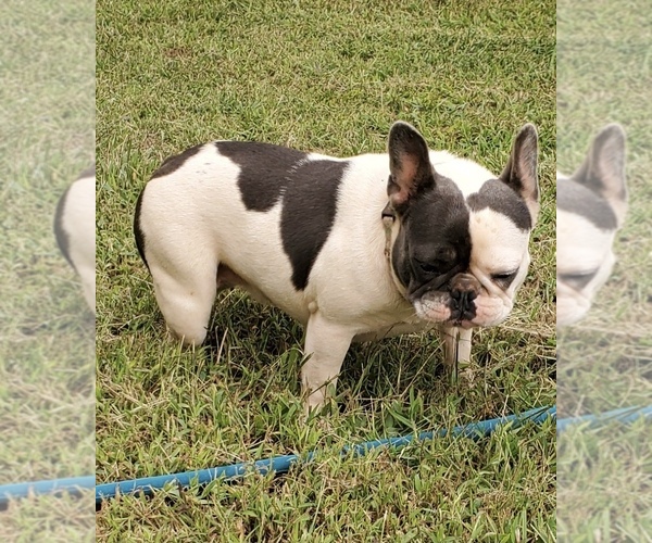 Medium Photo #8  Breeder Profile in STARR, SC, USA