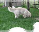 Small Photo #106  Breeder Profile in NORTHWOOD, OH, USA