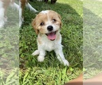Small #1 Breeder Profile image