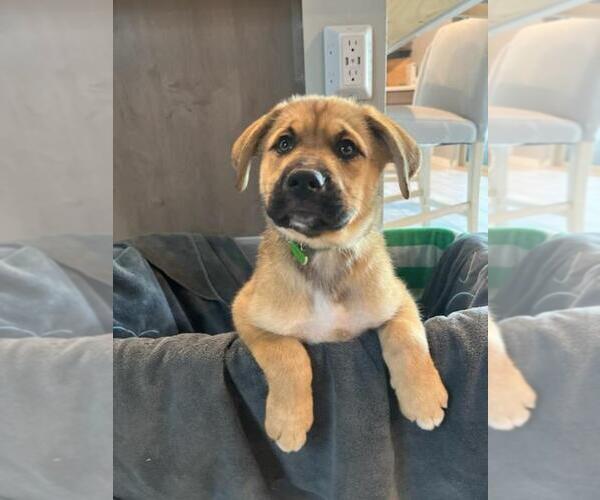 Medium Photo #1  Breeder Profile in QUEEN CREEK, AZ, USA