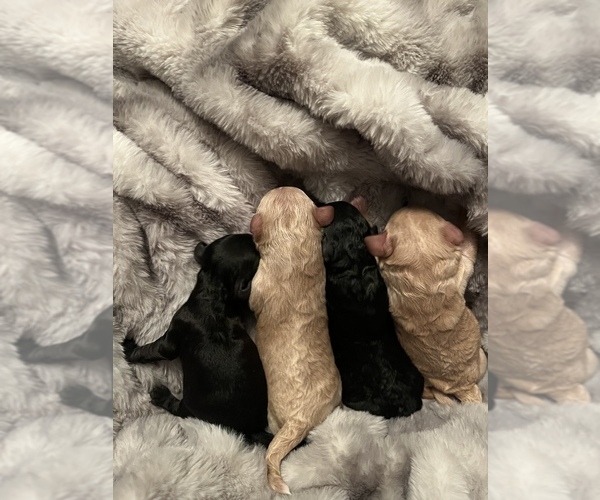 Medium Photo #1  Breeder Profile in FRANKLIN, NC, USA