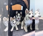 Small #3 Breeder Profile image