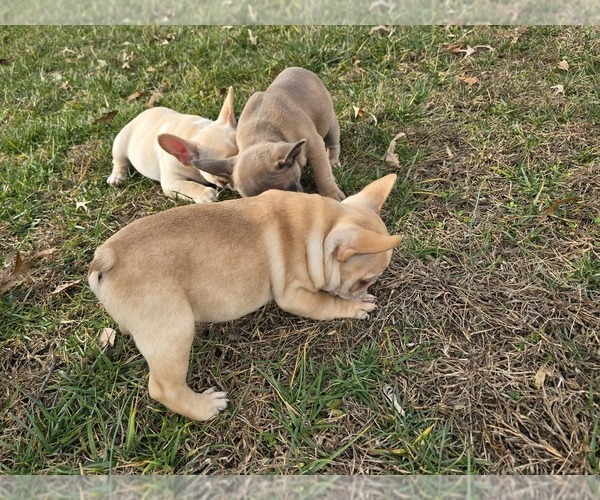 Medium Photo #1  Breeder Profile in GREENEVILLE, TN, USA