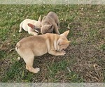 Small breeder photo