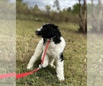 Small Photo #9  Breeder Profile in BRANDON, FL, USA