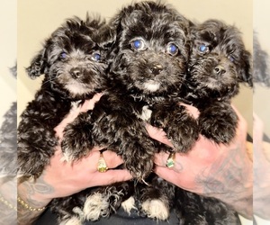 Maltipoo Dog Breeder near SUNNYVALE, CA, USA