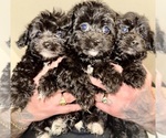 Small breeder photo