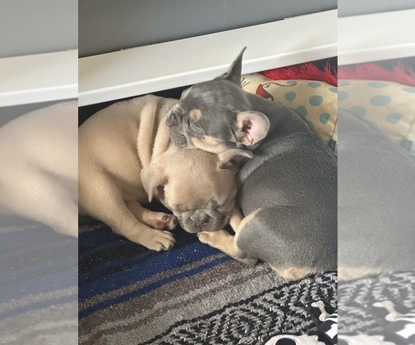 Medium Photo #23  Breeder Profile in BIG RAPIDS, MI, USA