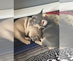 Small Photo #23  Breeder Profile in BIG RAPIDS, MI, USA