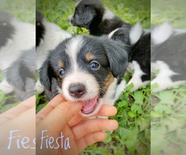 Medium Photo #4  Breeder Profile in CULPEPER, VA, USA