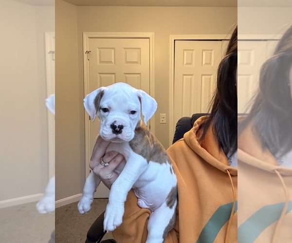 Medium Photo #6  Breeder Profile in MENTOR, OH, USA