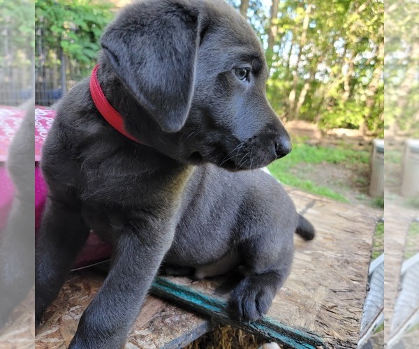 Medium Photo #8  Breeder Profile in PRINCETON, MN, USA