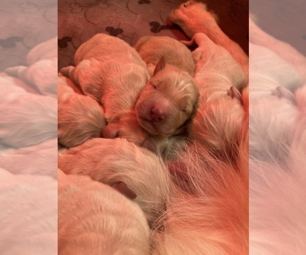 Medium Photo #37  Breeder Profile in FREDONIA, KS, USA