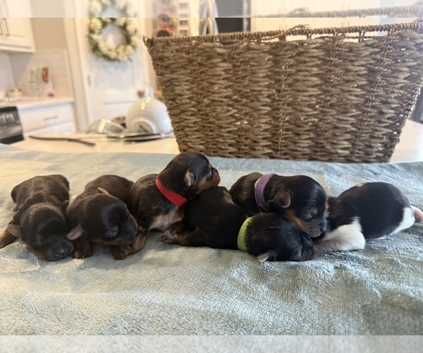 Medium Photo #4  Breeder Profile in MIDLAND, GA, USA