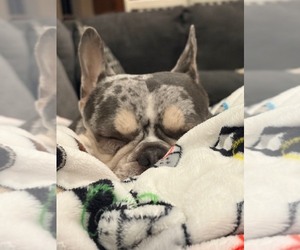 French Bulldog Dog Breeder near LAKE GROVE, NY, USA