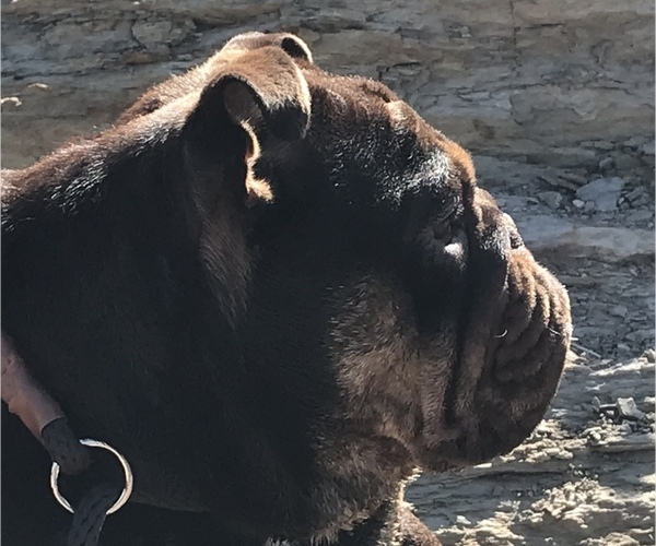 Medium Photo #12  Breeder Profile in KEENESBURG, CO, USA