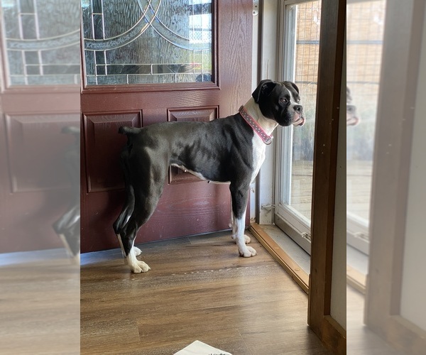 Medium Photo #11  Breeder Profile in WESTVILLE, OK, USA