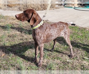 Main photo of German Shorthaired Pointer Dog Breeder near LEONARD, TX, USA