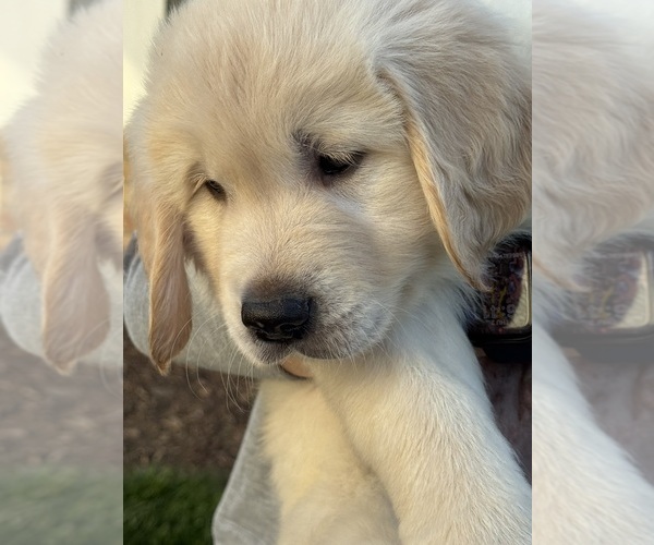 Medium Photo #2  Breeder Profile in HOLLY SPRINGS, NC, USA