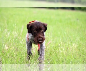 Wirehaired Pointing Griffon Dog Breeder near DAYTON, TX, USA