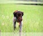 Small breeder photo