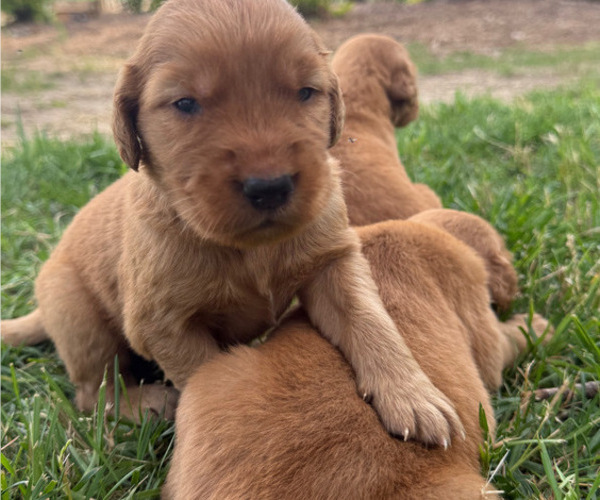 Medium Photo #5  Breeder Profile in WOODRUFF, SC, USA