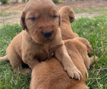 Small Photo #5  Breeder Profile in WOODRUFF, SC, USA