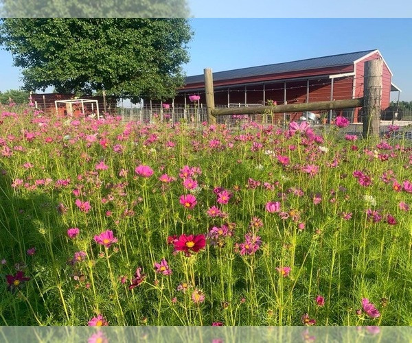 Medium Photo #4  Breeder Profile in HIGDON, AL, USA