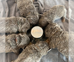 Small #5 Breeder Profile image