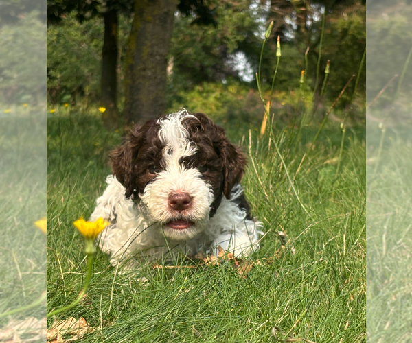 Medium Photo #11  Breeder Profile in LYNDEN, WA, USA