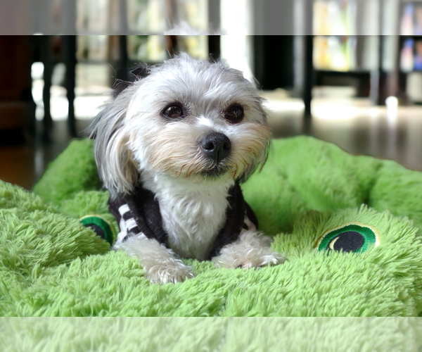 Medium Photo #23  Breeder Profile in BARREN SPRINGS, VA, USA