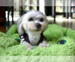 Small Photo #23  Breeder Profile in BARREN SPRINGS, VA, USA