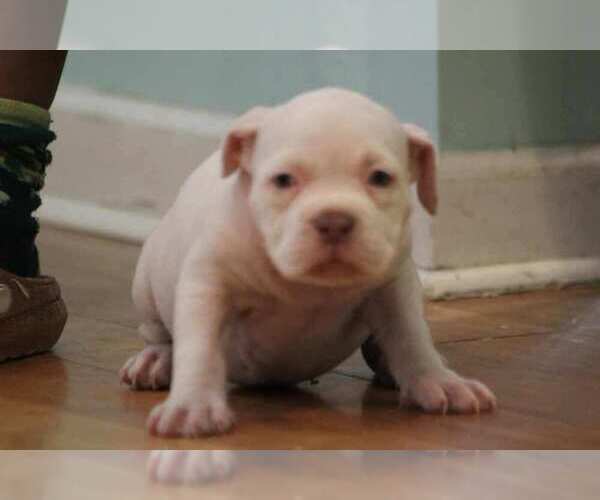 Medium Photo #19  Breeder Profile in MOUNT OLIVE, AL, USA