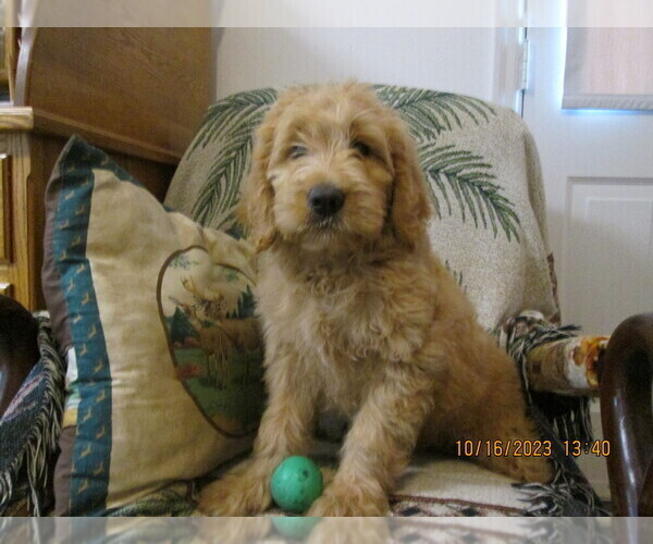 Medium Photo #1  Breeder Profile in LITITZ, PA, USA